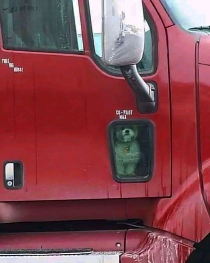 50 Adorables fotos de animales a las que cuesta encontrar explicación (nuevas imágenes)