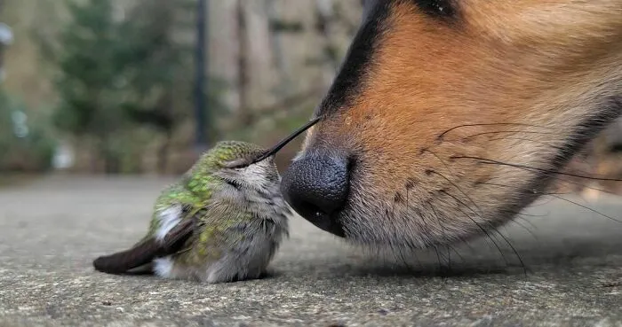 50 Adorables fotos de animales a las que cuesta encontrar explicación (nuevas imágenes)