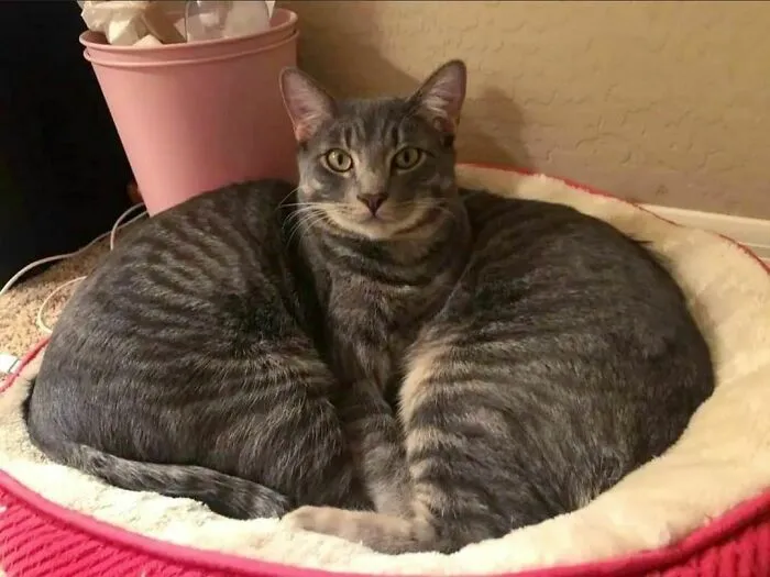 50 Hard To Explain But Impossible Not To Love Animal Pics, As Shared By This IG Page (New Pics)