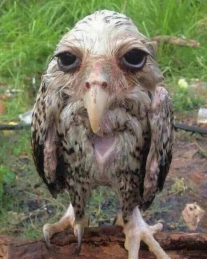 50 Adorables fotos de animales a las que cuesta encontrar explicación (nuevas imágenes)
