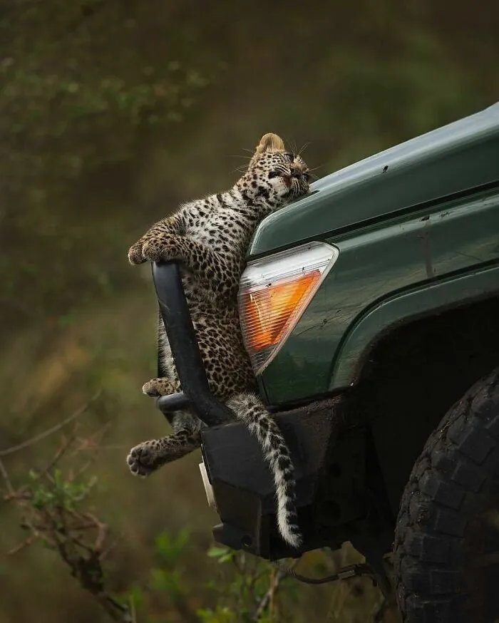 50 Hard To Explain But Impossible Not To Love Animal Pics, As Shared By This IG Page (New Pics)