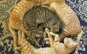 50 Hard To Explain But Impossible Not To Love Animal Pics, As Shared By This IG Page (New Pics)