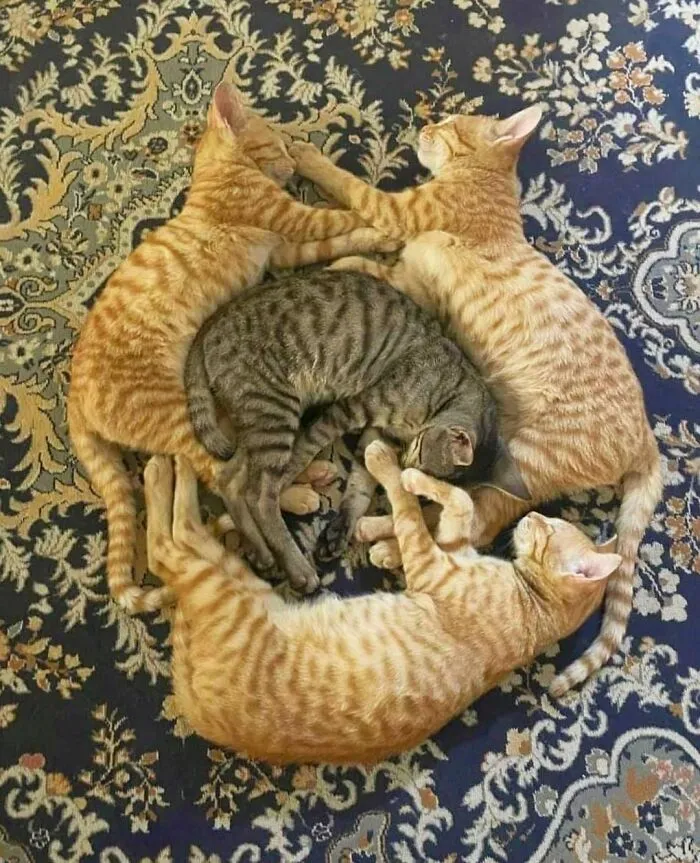 50 Adorables fotos de animales a las que cuesta encontrar explicación (nuevas imágenes)