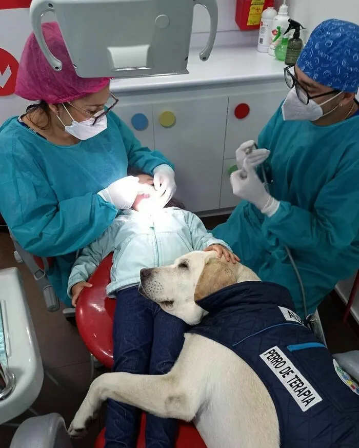 50 Adorables fotos de animales a las que cuesta encontrar explicación (nuevas imágenes)