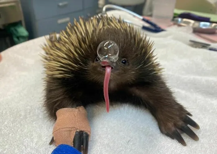 50 Adorables fotos de animales a las que cuesta encontrar explicación (nuevas imágenes)