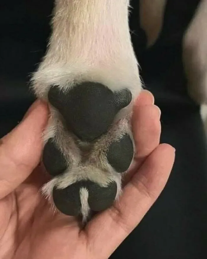 50 Adorables fotos de animales a las que cuesta encontrar explicación (nuevas imágenes)