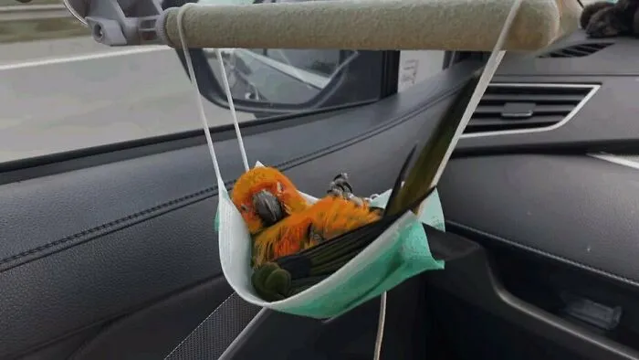 50 Adorables fotos de animales a las que cuesta encontrar explicación (nuevas imágenes)