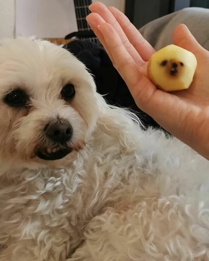 50 Hard To Explain But Impossible Not To Love Animal Pics, As Shared By This IG Page (New Pics)