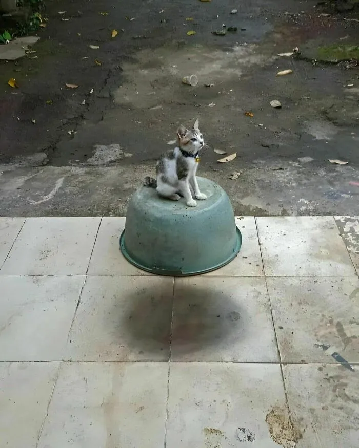 50 Hard To Explain But Impossible Not To Love Animal Pics, As Shared By This IG Page (New Pics)