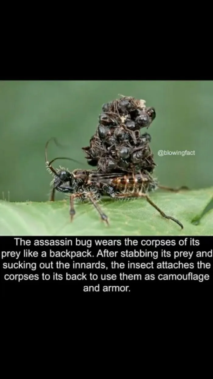 Assassin bug carrying corpses of prey on its back as camouflage and armor, a creepy fact in nature's survival tactics.