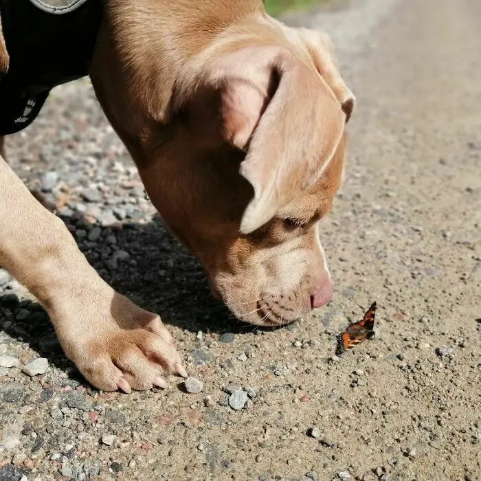 Dog sniffing a butterfly