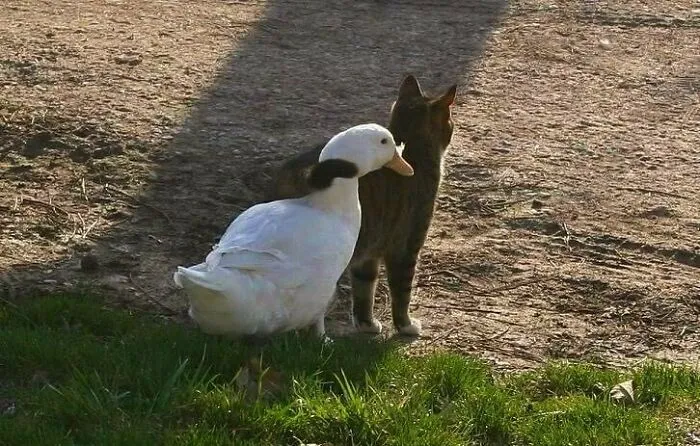 50 Adorables fotos de animales a las que cuesta encontrar explicación (nuevas imágenes)
