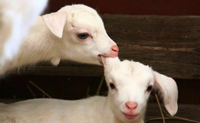 50 Hard To Explain But Impossible Not To Love Animal Pics, As Shared By This IG Page (New Pics)