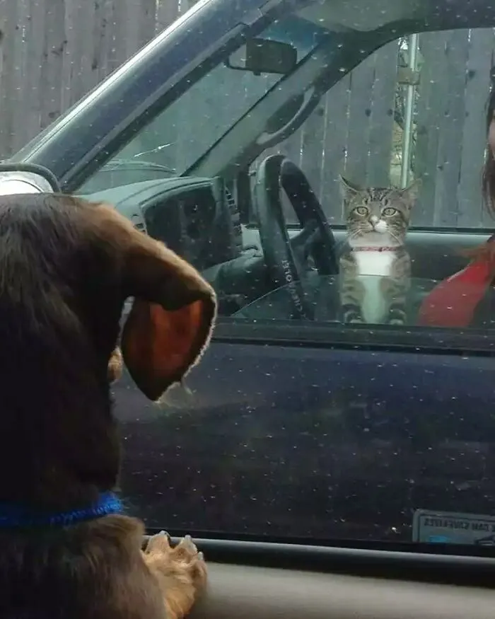 50 Adorables fotos de animales a las que cuesta encontrar explicación (nuevas imágenes)