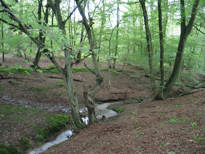 the forest with a little creek