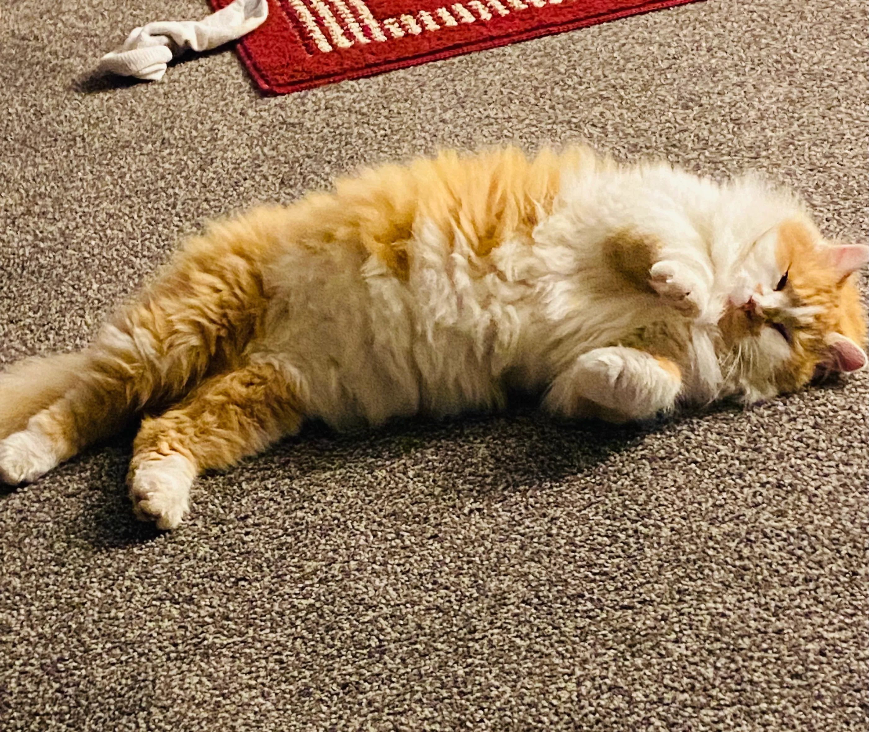 Norwegian Forest Cat Fur Ball