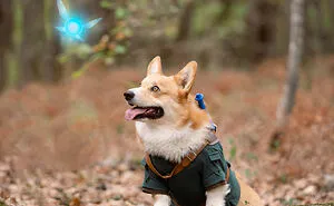 I Asked My Corgi To Model For Me For A Legend Of Zelda Photoshoot And You're Not Ready For The Result