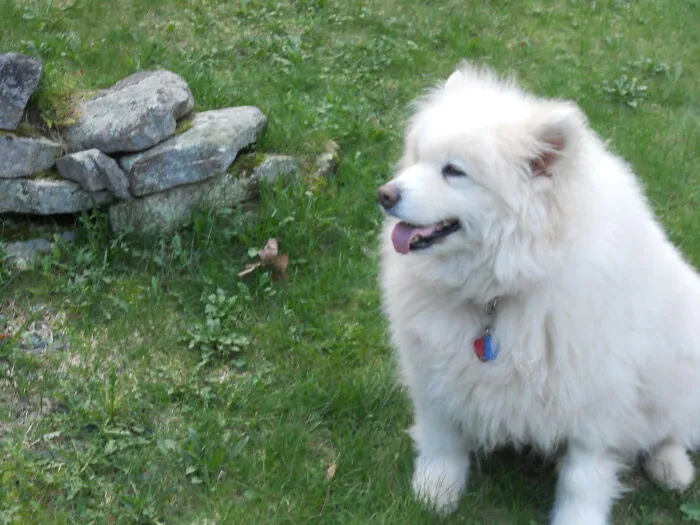 My Samoyed Floof - Sasha