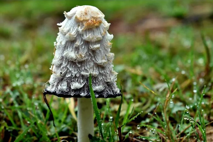 An Ink Cap, Cantabria, Spain