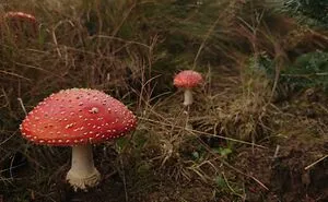 Hey Pandas, Share Photos Of Mushrooms You've Found (Closed)