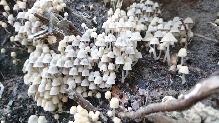 Coprinellus Disseminatus, Holland
