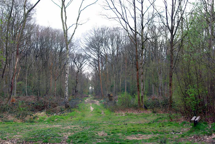 green path in the forest