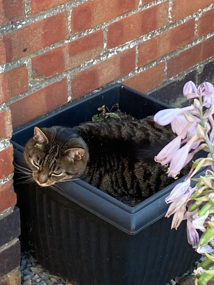 Grow Your Own Cat-Nip