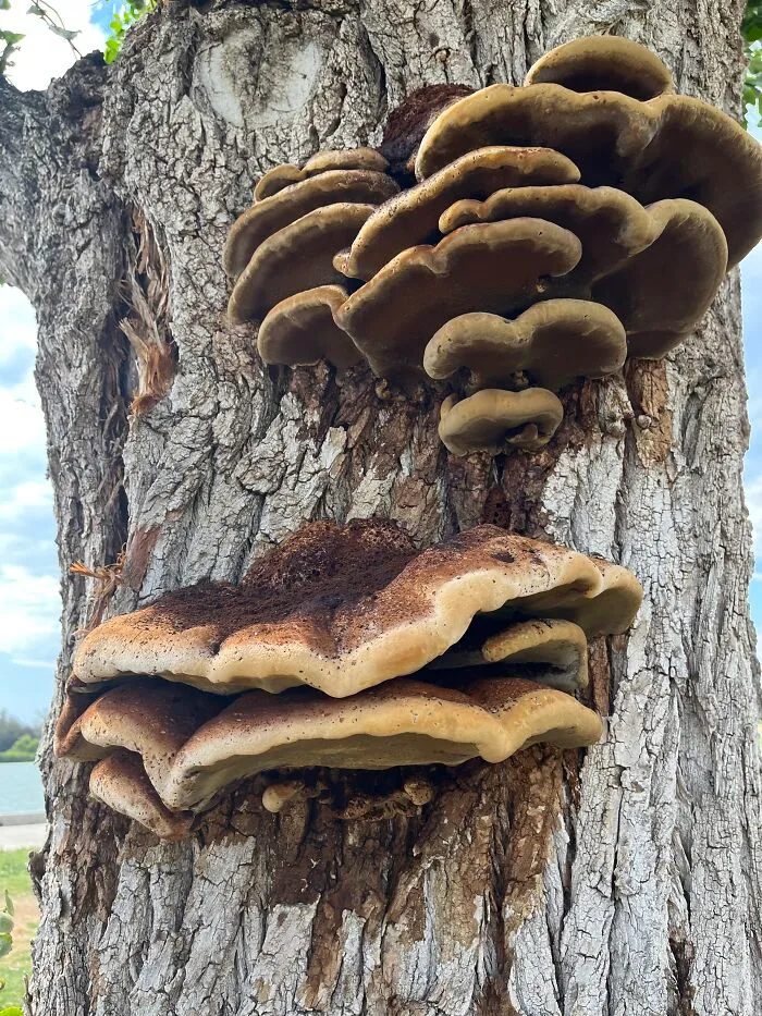 Are These Edible?! California