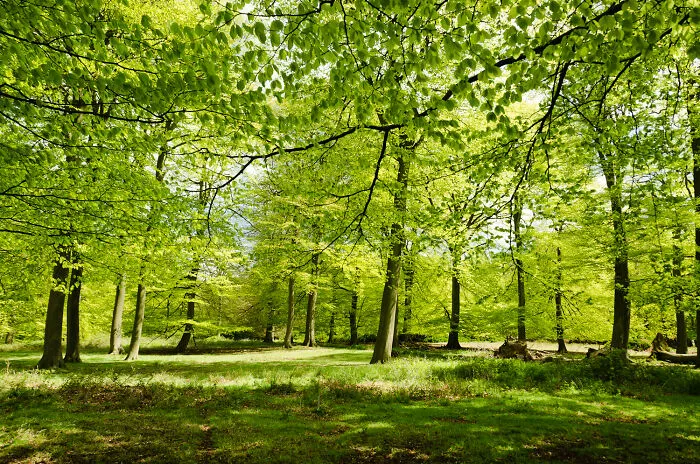 green trees in the middle of the forest
