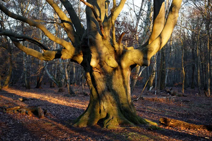 Epping Forest, Essex, England