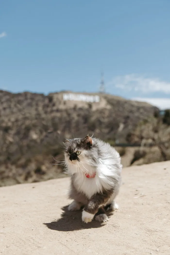 Los Angeles