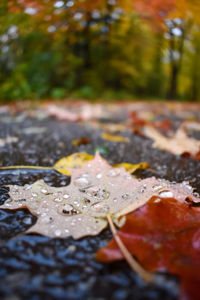 Fall In Ottawa, Canada