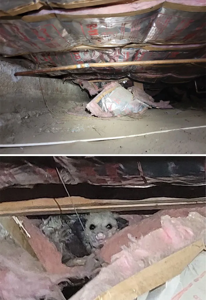 35 "Pesadillas" y "milagros" descubiertos durante inspecciones estructurales (nuevas fotos)