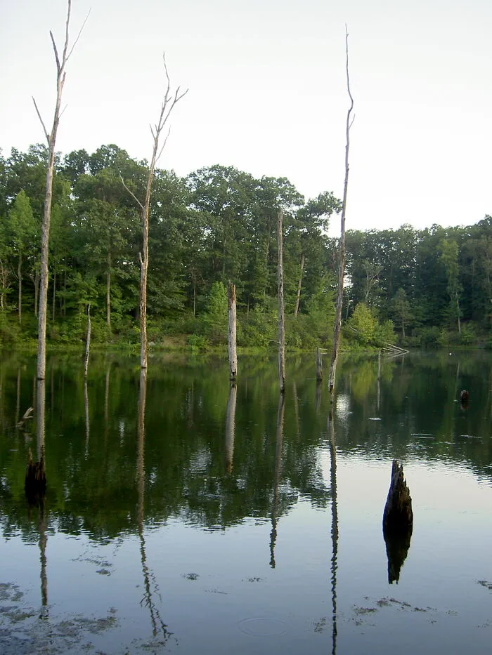 tree trunks in the lake near the forest