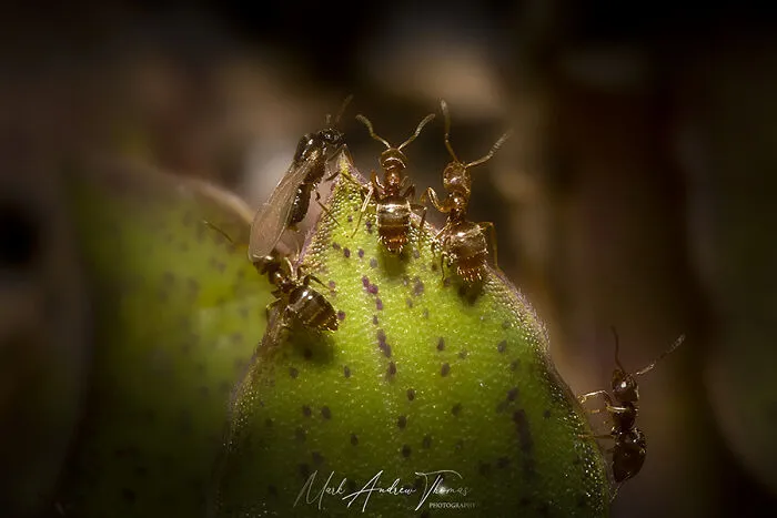 Worker Ants Prepare A Future Queen For Her Inaugural Flight