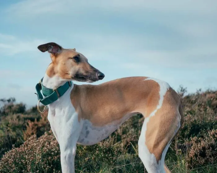 Grey Hound