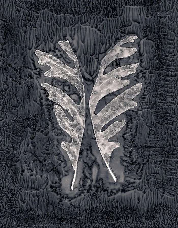Corte de hoja de roble #36, 2018 por Gregory Spaid