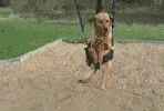 D O G G G G