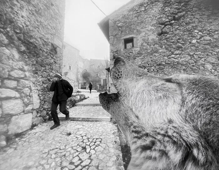 A Silent Howl By Antonio Denti