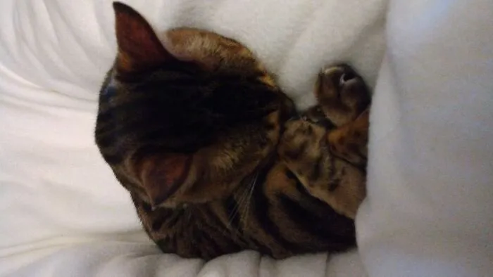 My Little Kitty :)