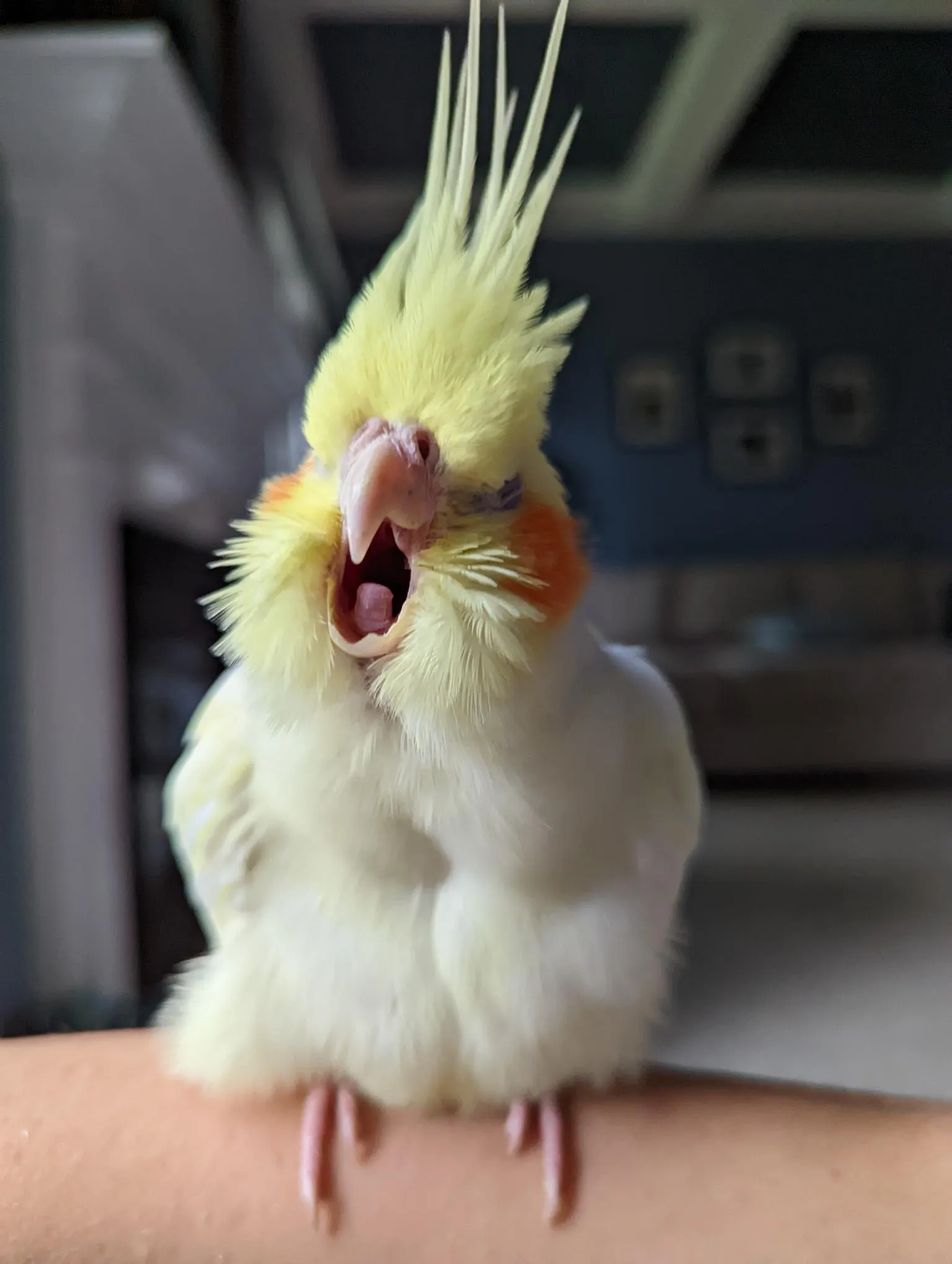 Hey Pandas, Show Us A Picture Of Your Pet(S)