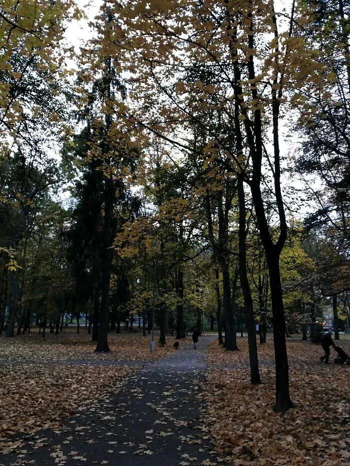 A Local Park