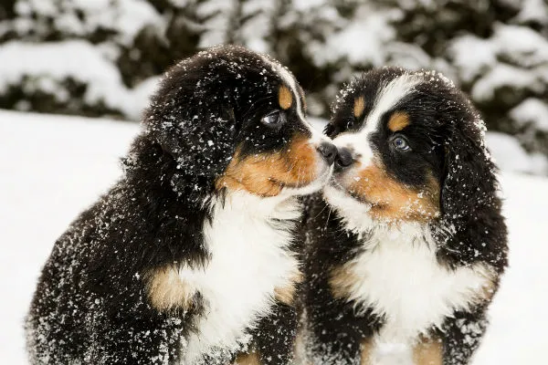 Hey Pandas, Post A Cute Picture Of Your Pet!
