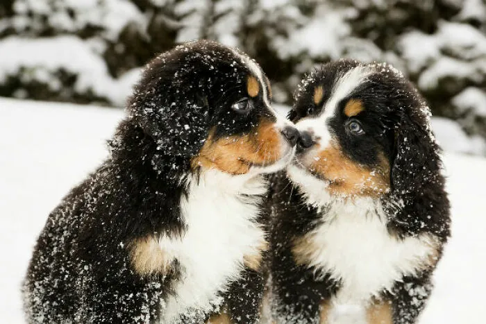 Cute Dog