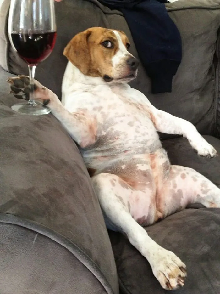 Dog