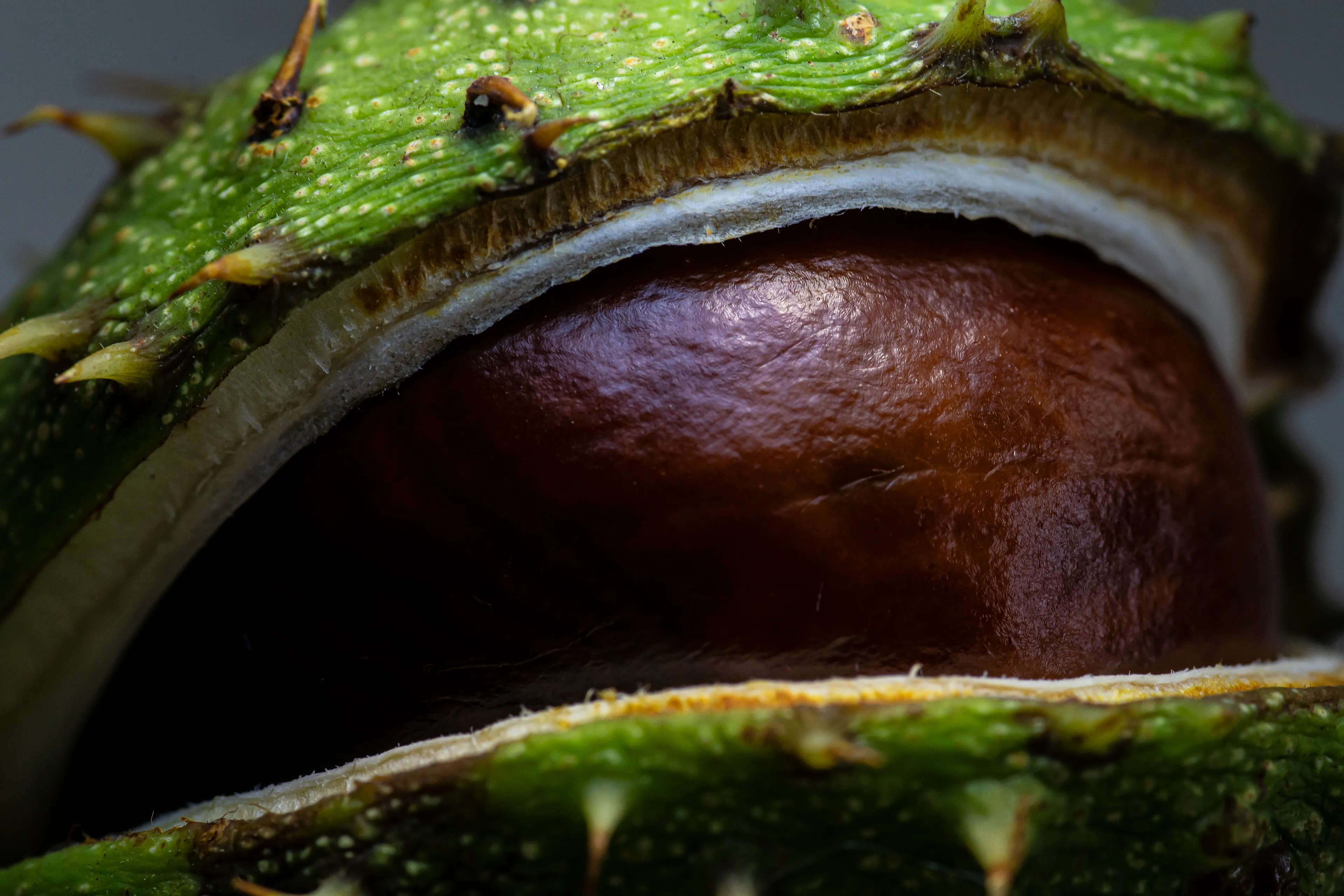 I Did A Professional Photoshoot Of Conkers!
