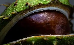 I Did A Professional Photoshoot Of Conkers!