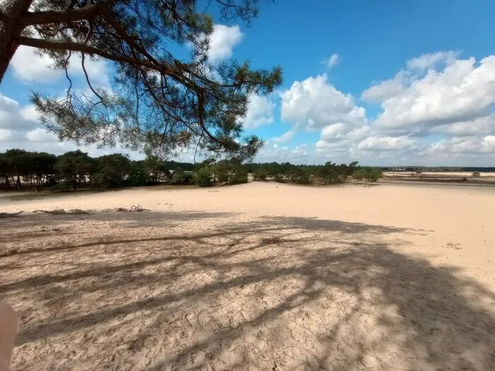 Dunes In Holland
