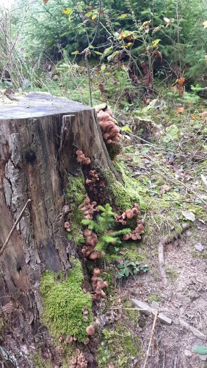 Opintici,sat Gemenea,suceava