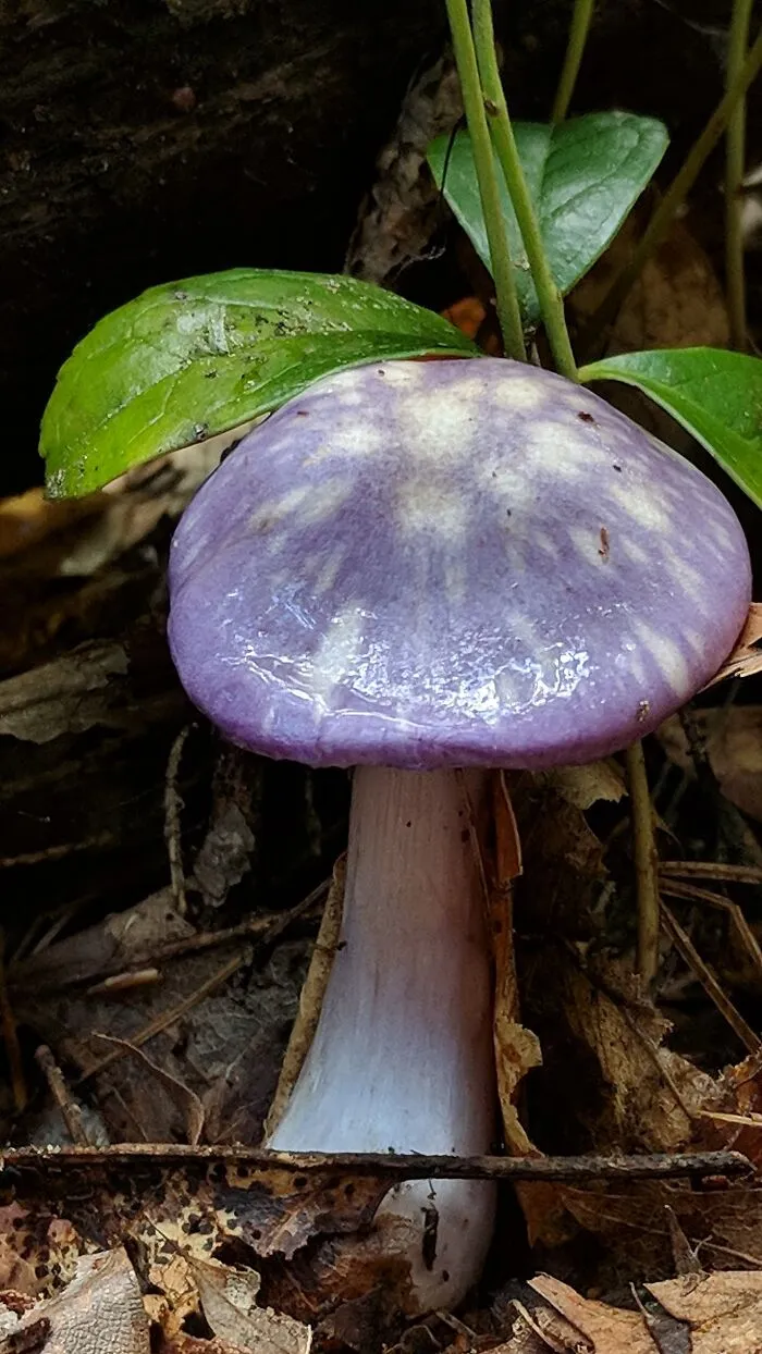 Found Off A Rail Train In New England